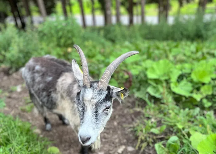 Agriturismo Malga Piè